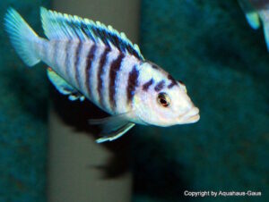 Labidochromis chisumulae